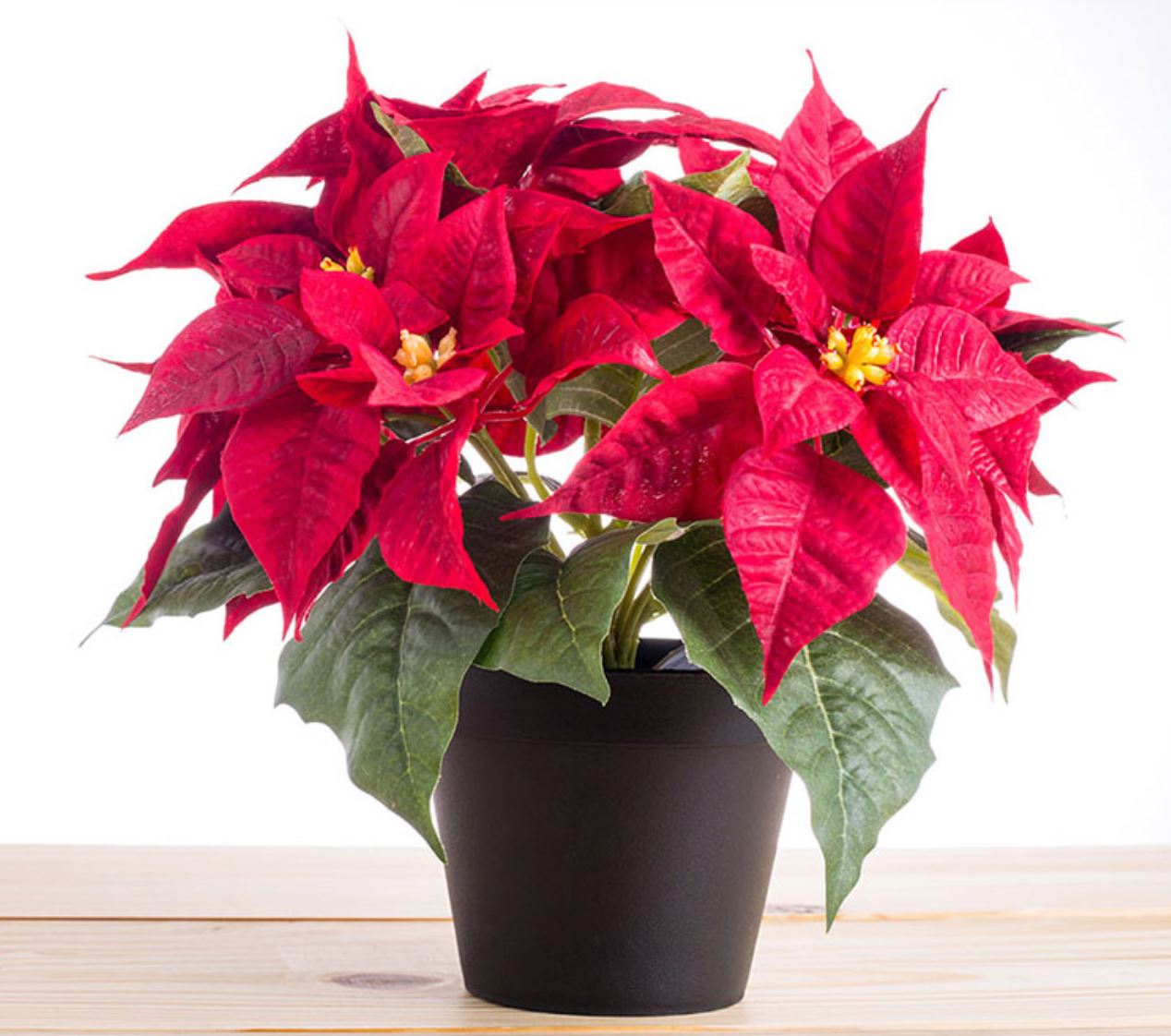 C&acirc;y Trạng Nguy&ecirc;n